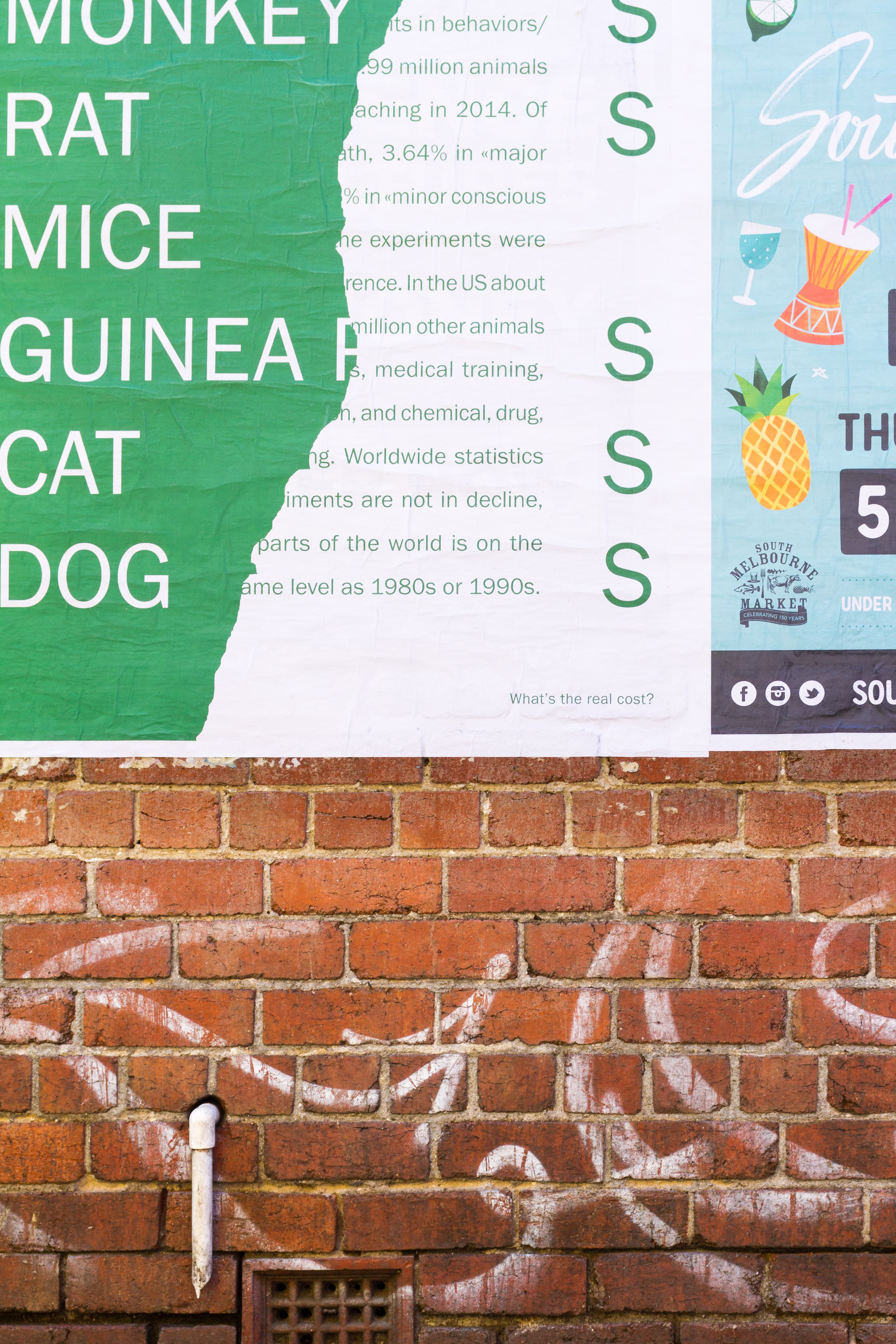 Animal Cruelty Poster